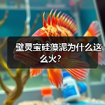 壁灵宝硅藻泥为什么这么火?(图3) 壁灵宝硅藻泥为什么这么火?(图3)
