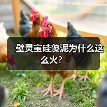 壁灵宝硅藻泥为什么这么火？（图2）