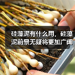 硅藻泥有什么用，硅藻泥前景无疑将更加广阔！（图2）