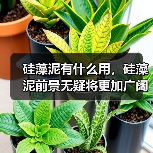 硅藻泥有什么用，硅藻泥前景无疑将更加广阔！（图4）