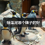 硅藻泥哪个牌子的好（图3）